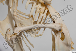  Chicken skeleton 